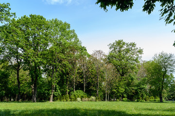 Landscape with green trees and grass and clear blue sky in a spring garden