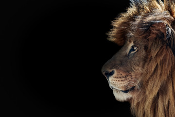 Portrait of a beautiful lion and copy space. Lion in dark © Denis