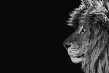 Portrait of a beautiful lion and copy space. Lion in dark