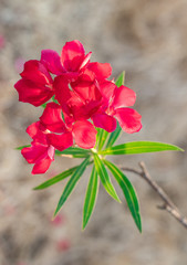 Closeup Red Oleander, Sweet Oleander, Rose Bay (Nerium Oleander) are blooming on tree with green leaves in the flower garden