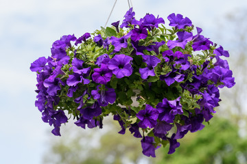 Large group of Petunia axillaris purple flowers in a pot, with blue green blurred background in a garden in a sunny spring day