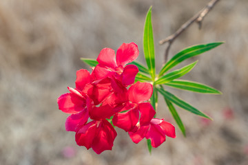 Closeup Red Oleander, Sweet Oleander, Rose Bay (Nerium Oleander) are blooming on tree with green...