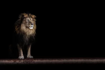 Poster Portret van een mooie leeuw en kopieer ruimte. Leeuw in het donker © Denis