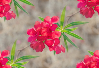 Closeup Red Oleander, Sweet Oleander, Rose Bay (Nerium Oleander) are blooming on tree with green...
