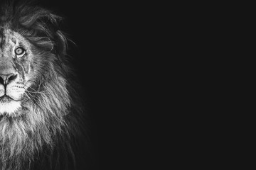Obraz na płótnie Canvas Portrait of a beautiful lion and copy space. Lion in dark