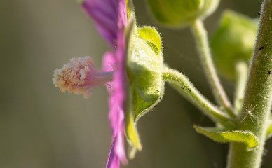 Malva Sylvestris