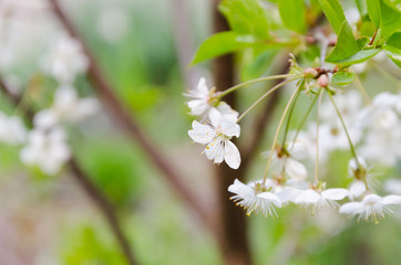 Cherry blossom branch in garden close-up