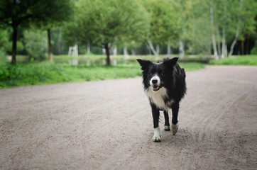 Border collie