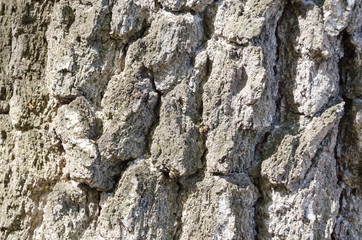 Old Wood Tree Texture Background Pattern