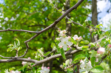 Apple blossom in the sunshine