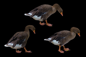 Fototapeta premium Greylag goose birds kit on black background