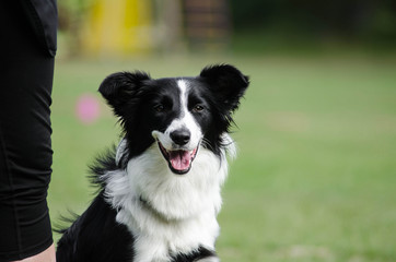 Border collie