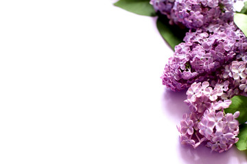Lilac flowers on white background