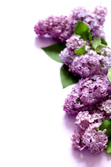 Lilac flowers on white background