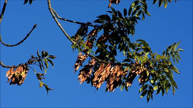 Autumnal impressions from Spektepark in Berlin Spandau from October 1, 2015, Germany