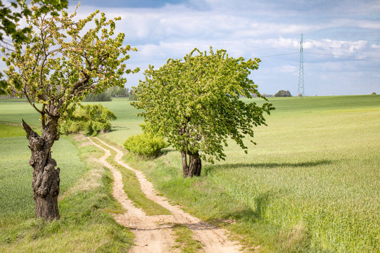 A country road among green corn fields and trees, polish village close to Gniezno.