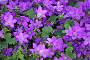 Closeup purple flowers of Dalmatian bellflower or Adria bellflower or Wall bellflower (Campanula portenschlagiana) background texture, Spring in Georgia USA.