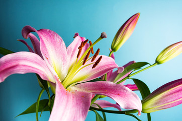 Beautiful Lily flower on blue background