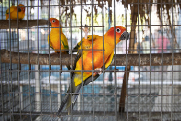 sun conure bird in a cage