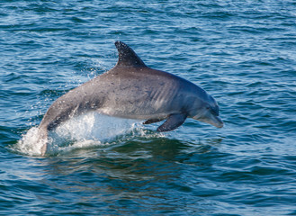 Fototapeta premium Dolphin Leaping Out of the Water in the Gulf of Mexico