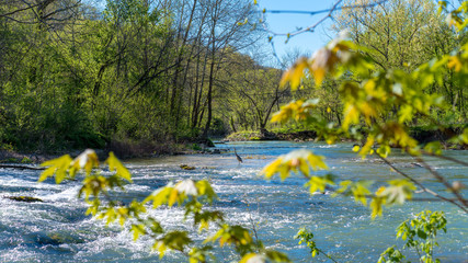 Panoramic view of Heron bird phishing, river in the forest, Lake Park Bella Vista City in Northwest Arkansas, crystal clear water creek