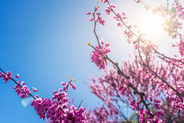 Blossom purple flower tree on blue sky background, wallpaper backdrop, spring