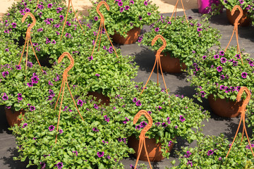 Petunia in suspended cachepots in the garden center for sale. Many pots with flowers cost on the earth. Petunia in bloom