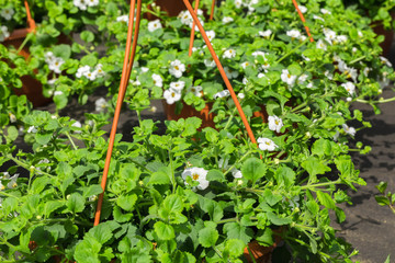 Petunia in suspended cachepots in the garden center for sale. Many pots with flowers cost on the earth. Petunia in bloom