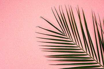 Fototapeta premium Palm leaf on pink background