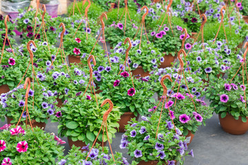Fototapeta na wymiar Petunia in suspended cachepots in the garden center for sale. Many pots with flowers cost on the earth. Petunia in bloom