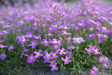 Fototapeta premium Aubrieta deltoidea or Aubretia plant flowering in spring, Kiparissi Lakonias, Peloponnese, Greece.
