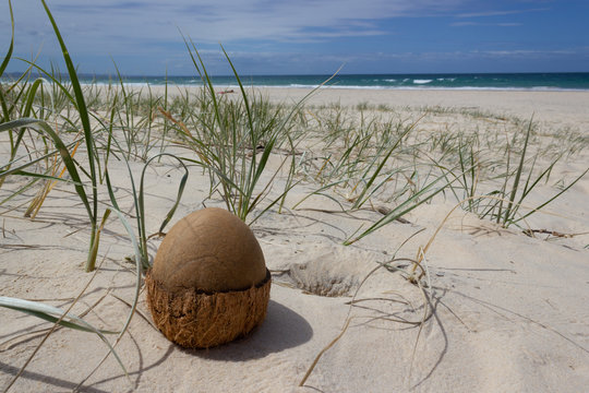open Coconut on the beach in rainbow beach, queensland, australia. The Coconut looks like an dinosaur egg