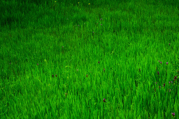 green grass background