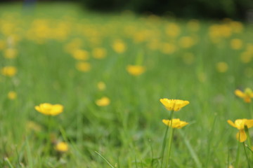 Small yellow flowers on a green meadow