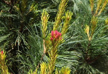 pine tree with buds and growing twigs and cones