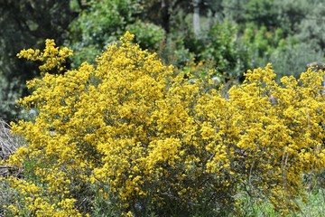 gen&ecirc;t scorpion