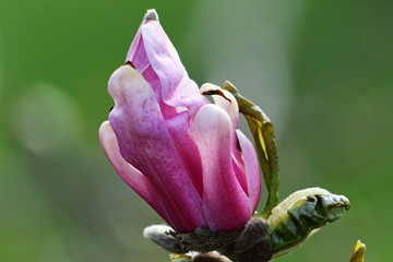 Magnolia Bloom About To Burst Open