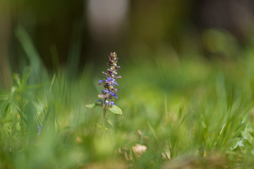 Lavender on a green meadow close-up.