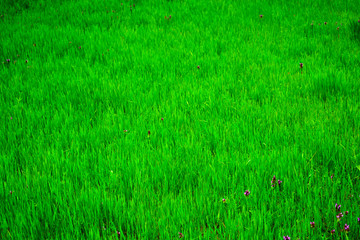 background of green grass