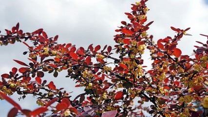  barberry sprig with flowers and clouds