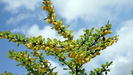 branch of  barberry with flowers, blue sky and clouds