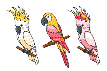 Yellow and pink cockatoos, macow. Cute tropical birds. Vector illustration
