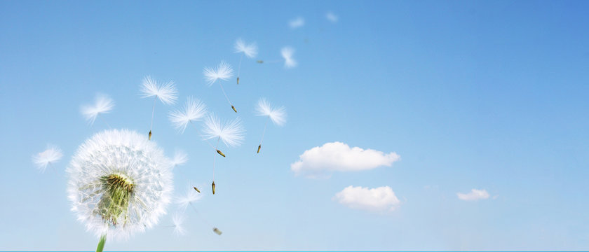 Sch&ouml;ne Pusteblume