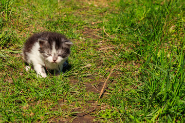 Small kitten in green grass