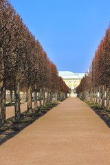 Tunnel vision park road with bare trees in straight lane and nobody on the path way