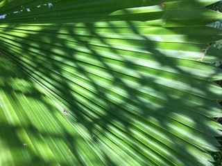 Leaves background,Used for making a website or background 