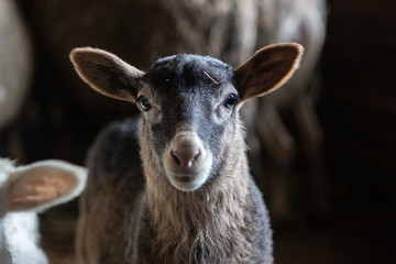 A young sheep in a barn looks into the camera