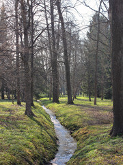 River creek in the woods on sunny spring morning landscape. Forest park nature vertical image