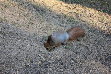 Squirrel hiding nuts at the park ground. Lovely squirrel animal in nature digging a hole 