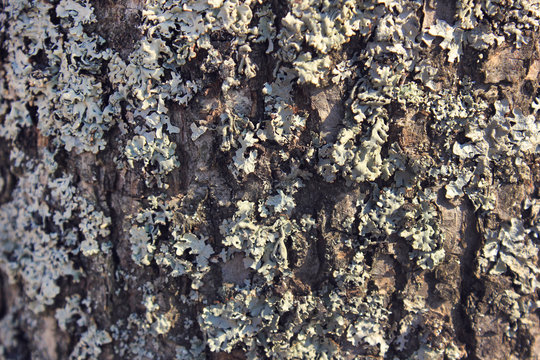 Tree bark tissue texture outside. Detailed tree texture close up view 